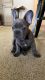 French Bulldog Puppies for sale in Aventura, FL 33180, USA. price: NA