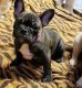 French Bulldog Puppies for sale in Daytona Beach, FL, USA. price: NA
