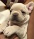 French Bulldog Puppies for sale in Fillmore, UT 84631, USA. price: $2,500