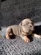 French Bulldog Puppies for sale in Hamilton, OH, USA. price: NA