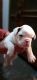 French Bulldog Puppies for sale in Meerut, Uttar Pradesh, India. price: 21999 INR