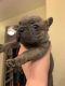 French Bulldog Puppies for sale in Mesa, AZ, USA. price: $1