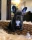 French Bulldog Puppies for sale in College Station, TX, USA. price: NA