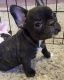 French Bulldog Puppies for sale in Amarillo, TX, USA. price: $500