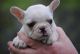 French Bulldog Puppies for sale in Oakland, OR 97462, USA. price: $1