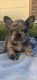 French Bulldog Puppies for sale in Lake Elsinore, CA, USA. price: $2,500