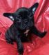 French Bulldog Puppies for sale in Elora, TN 37328, USA. price: NA