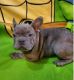 French Bulldog Puppies for sale in Albany, NY, USA. price: $500