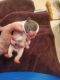 French Bulldog Puppies for sale in Chattanooga, TN, USA. price: NA