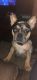French Bulldog Puppies for sale in Galena, OH 43021, USA. price: NA