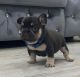 French Bulldog Puppies for sale in Windham, ME 04062, USA. price: NA