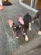 French Bulldog Puppies for sale in Morgan Hill, CA, USA. price: NA