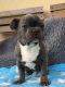 French Bulldog Puppies for sale in Ashland, OH 44805, USA. price: NA