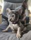 French Bulldog Puppies for sale in Arlington, VA, USA. price: $500