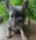 French Bulldog Puppies for sale in Springfield, MO, USA. price: NA