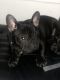 French Bulldog Puppies for sale in Wilshire Blvd, Los Angeles, CA, USA. price: NA