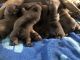 French Bulldog Puppies for sale in Auburn, CA, USA. price: $3,500