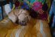 French Bulldog Puppies for sale in Rialto, CA, USA. price: $3