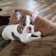 French Bulldog Puppies for sale in Byers, CO 80103, USA. price: $2,500