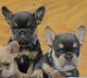 French Bulldog Puppies for sale in Georgia Ave, Wheaton-Glenmont, MD, USA. price: NA