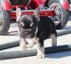 French Bulldog Puppies for sale in SC-707, Myrtle Beach, SC, USA. price: NA