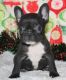 French Bulldog Puppies for sale in Knoxville, TN, USA. price: NA
