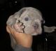 French Bulldog Puppies for sale in Pendleton, IN, USA. price: NA