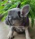 French Bulldog Puppies for sale in Lakewood, OH, USA. price: NA