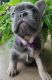 French Bulldog Puppies for sale in Lakewood, OH, USA. price: NA
