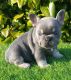 French Bulldog Puppies for sale in Fayetteville, GA, USA. price: $600