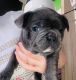 French Bulldog Puppies for sale in Ridgeland, SC 29936, USA. price: NA