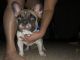 French Bulldog Puppies for sale in Ventura, CA, USA. price: $1,700