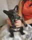 French Bulldog Puppies for sale in Iola, KS 66749, USA. price: NA