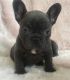 French Bulldog Puppies for sale in Sioux Falls, SD, USA. price: $950
