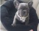 French Bulldog Puppies for sale in Grand Rapids, MI, USA. price: $600