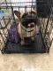 French Bulldog Puppies for sale in Rowland Heights, CA, USA. price: NA