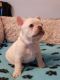 French Bulldog Puppies for sale in Pittsburgh, PA, USA. price: $700