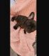 French Bulldog Puppies for sale in Lake Elsinore, CA 92532, USA. price: $2,000