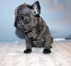 French Bulldog Puppies for sale in Westerville, OH, USA. price: $600