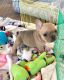 French Bulldog Puppies for sale in New Rochelle, NY, USA. price: $400