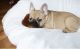 French Bulldog Puppies for sale in Murray Hill, New York, NY, USA. price: NA