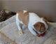 French Bulldog Puppies for sale in Astoria, Queens, NY, USA. price: NA