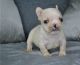 French Bulldog Puppies for sale in Alabama City, Gadsden, AL 35904, USA. price: $300