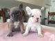 French Bulldog Puppies for sale in Alexandria, VA, USA. price: NA