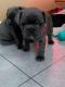 French Bulldog Puppies for sale in 1354 N G St, San Bernardino, CA 92405, USA. price: NA