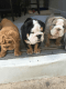 French Bulldog Puppies for sale in Alexandria, VA, USA. price: NA