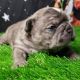 French Bulldog Puppies for sale in North Bergen, NJ, USA. price: NA