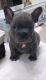 French Bulldog Puppies for sale in Greenwood, SC, USA. price: NA