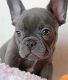 French Bulldog Puppies for sale in Salina, KS, USA. price: NA