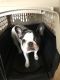 French Bulldog Puppies for sale in Ellsworth AFB, SD 57706, USA. price: NA